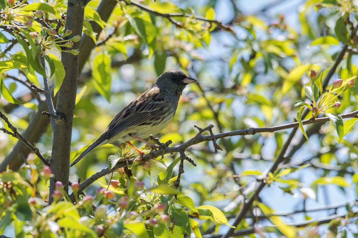 *** - Виктор Иванович Чернюк *** - Виктор Иванович Чернюк