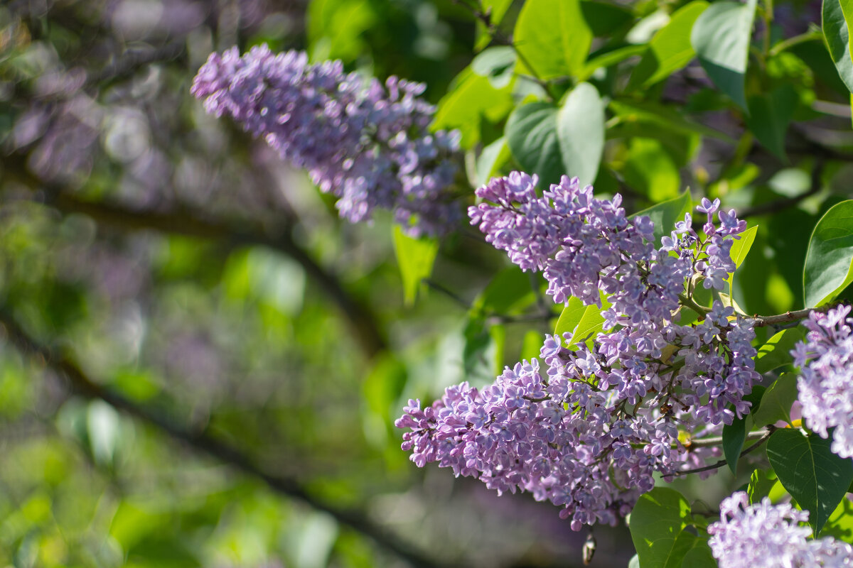 Сирень - Роман Шаров