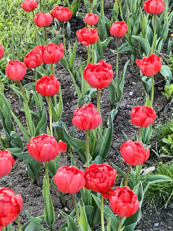 майские - Галина R...