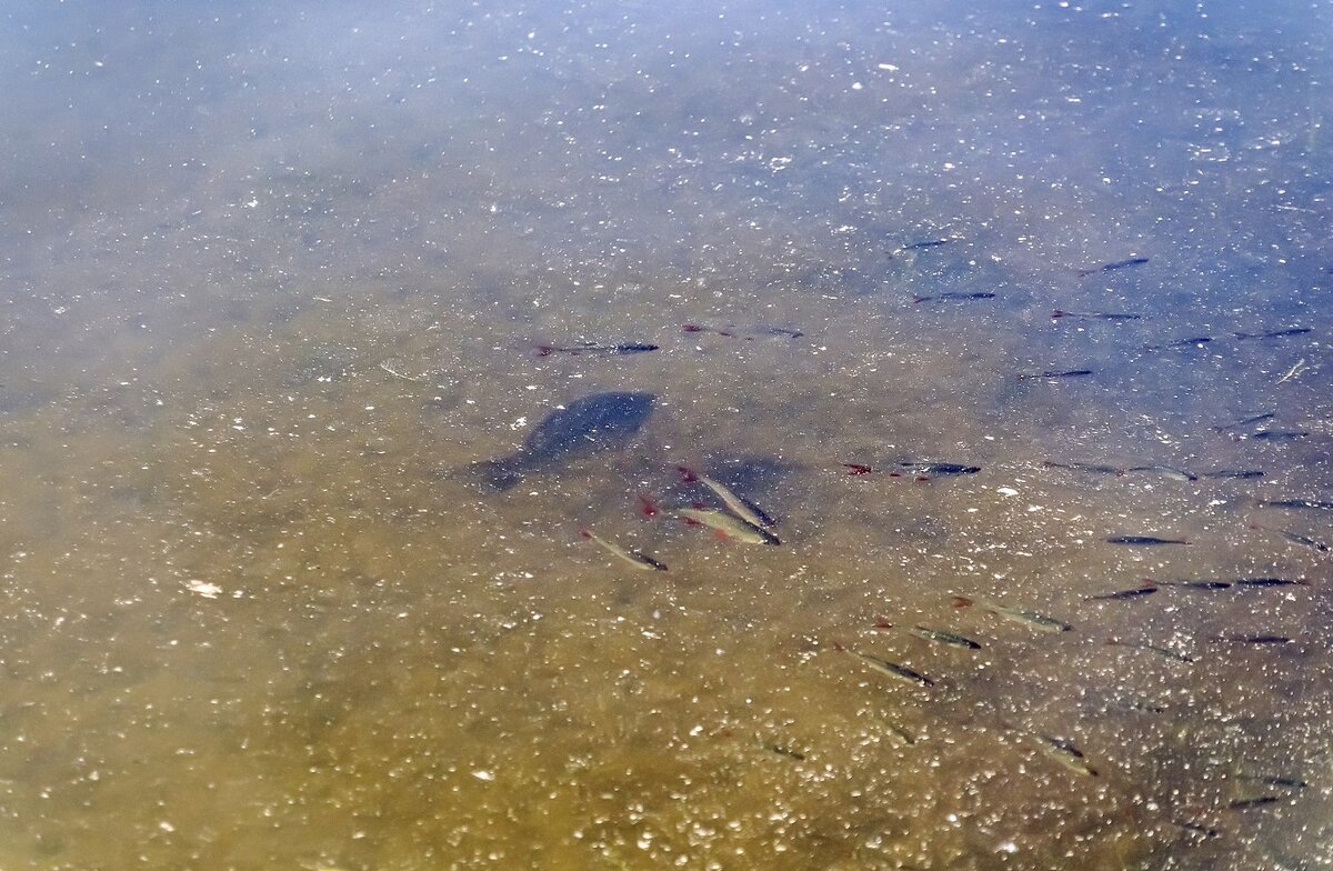 Вот такая рыба в городском пруду - Валерий Иванович Вот такая рыба в городском пруду - Валерий Иванович