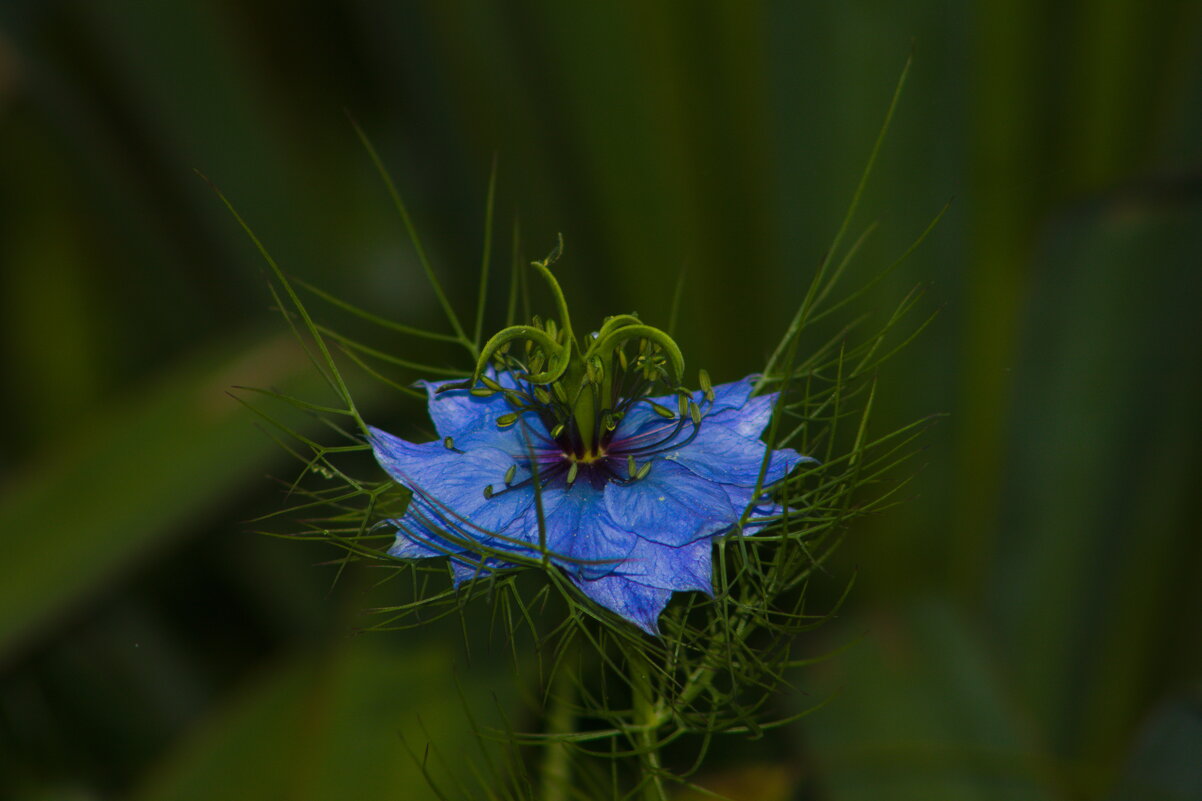 Чернушка дамасская - Giant Tao /