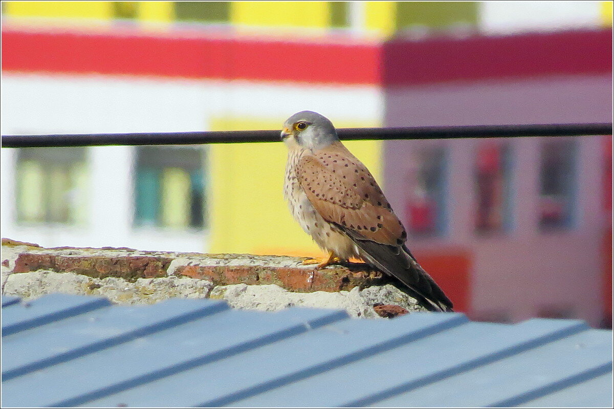 Ох, рано встаёт охрана! - Сеня Белгородский Ох, рано встаёт охрана! - Сеня Белгородский