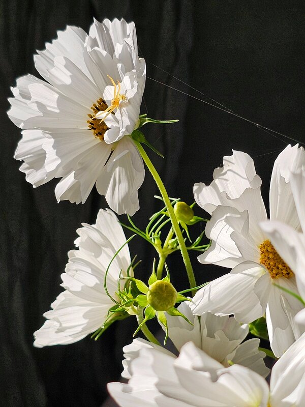 Красота спасёт мир. - Галина Левина