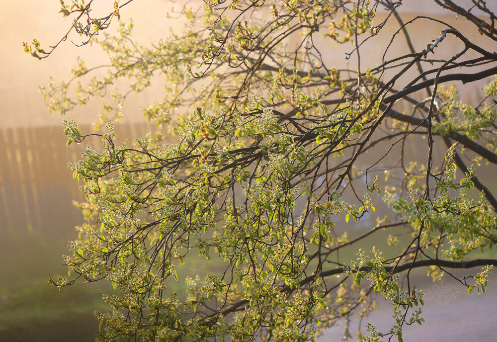 Туманное утро - Галина Ильясова