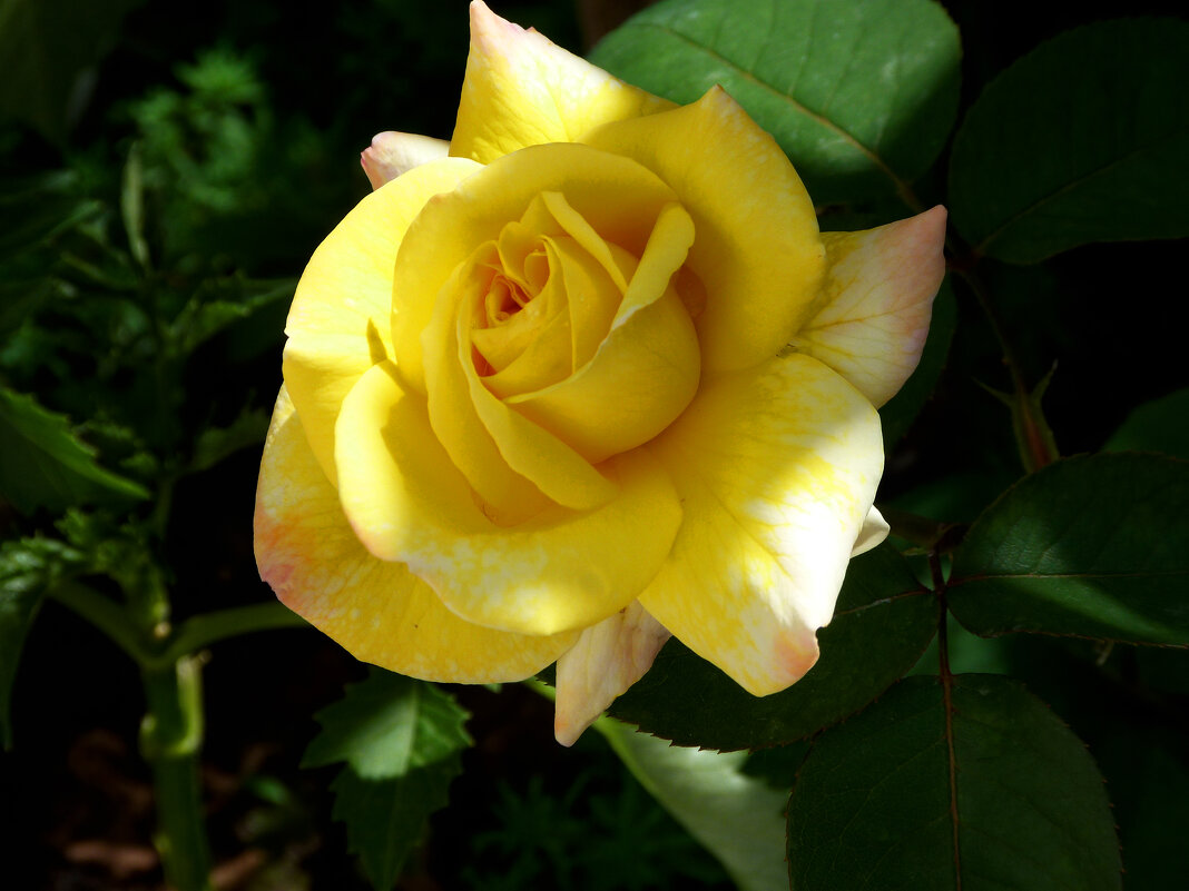 Глория  Дей - Валентин Семчишин