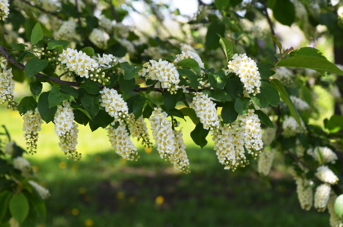 Москва. Парк Коломенское. - Наташа ***** Москва. Парк Коломенское. - Наташа *****