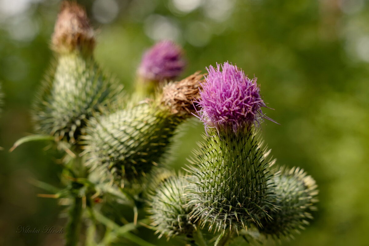 Колючее очарование... - Николай Гирш Колючее очарование... - Николай Гирш
