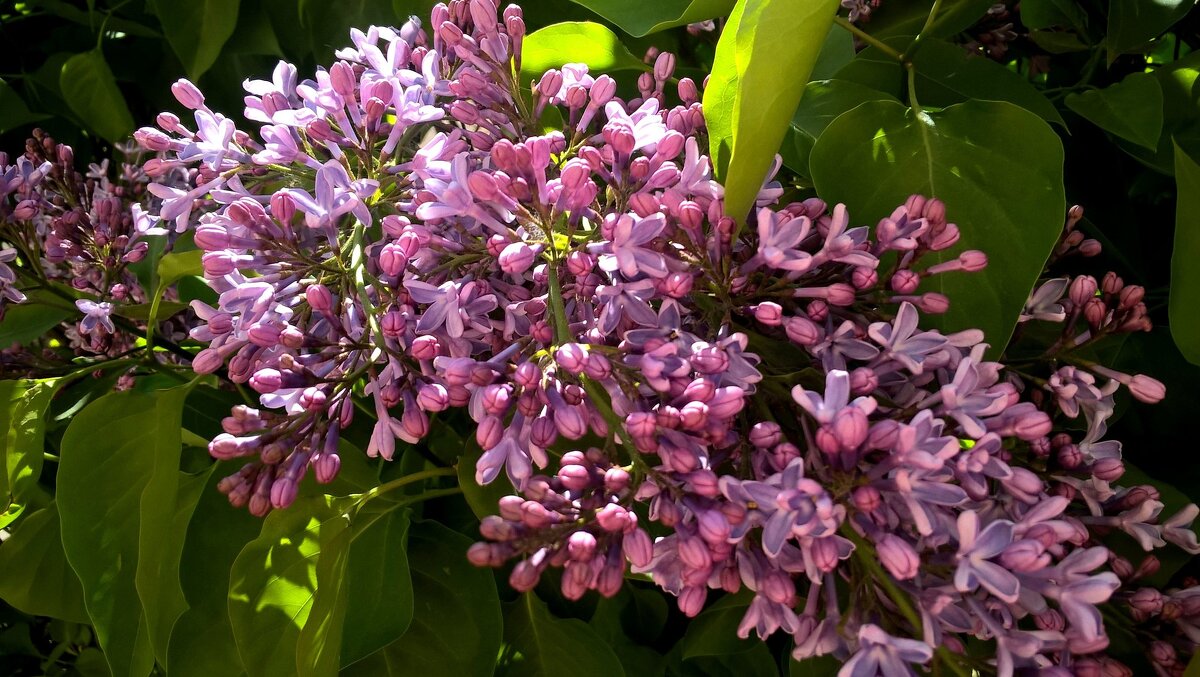 Сирень - Елена Семигина