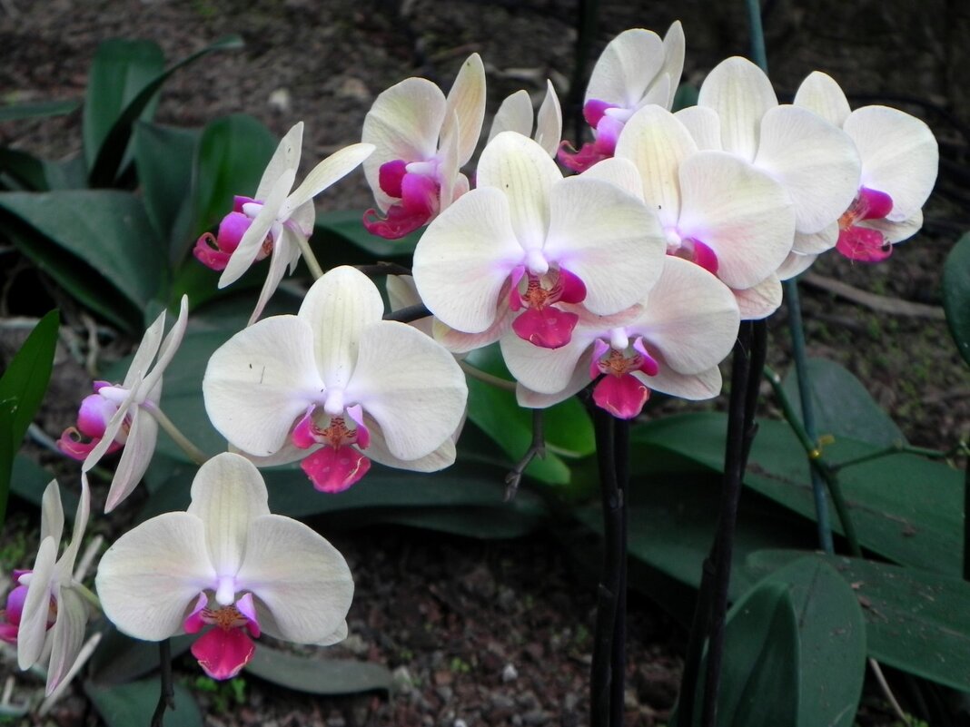 " - Светлана Хращевская " - Светлана Хращевская