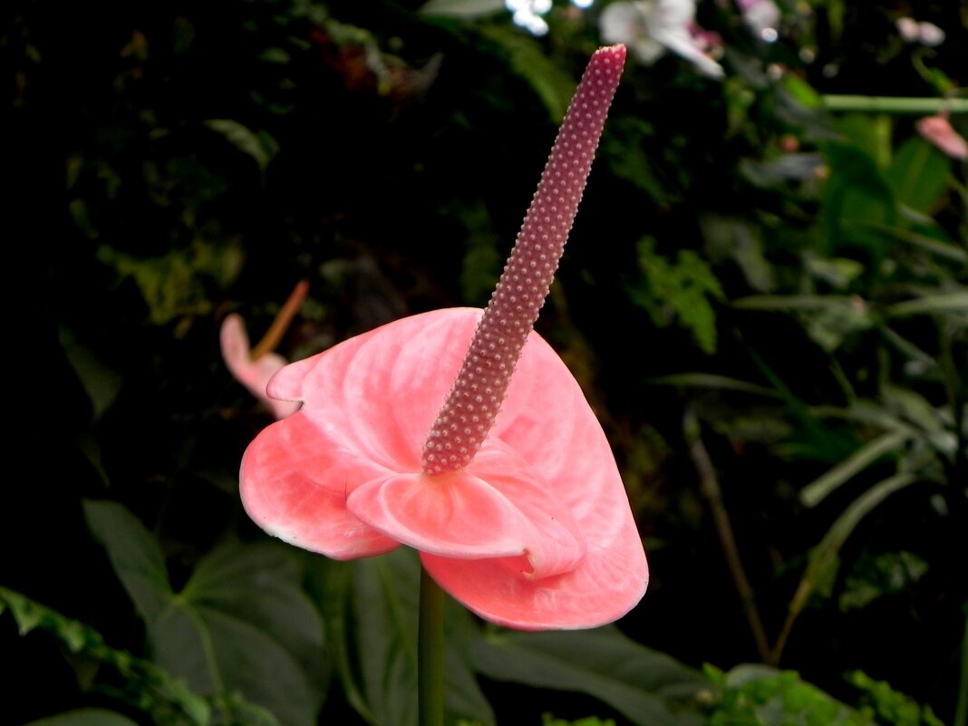 " - Светлана Хращевская