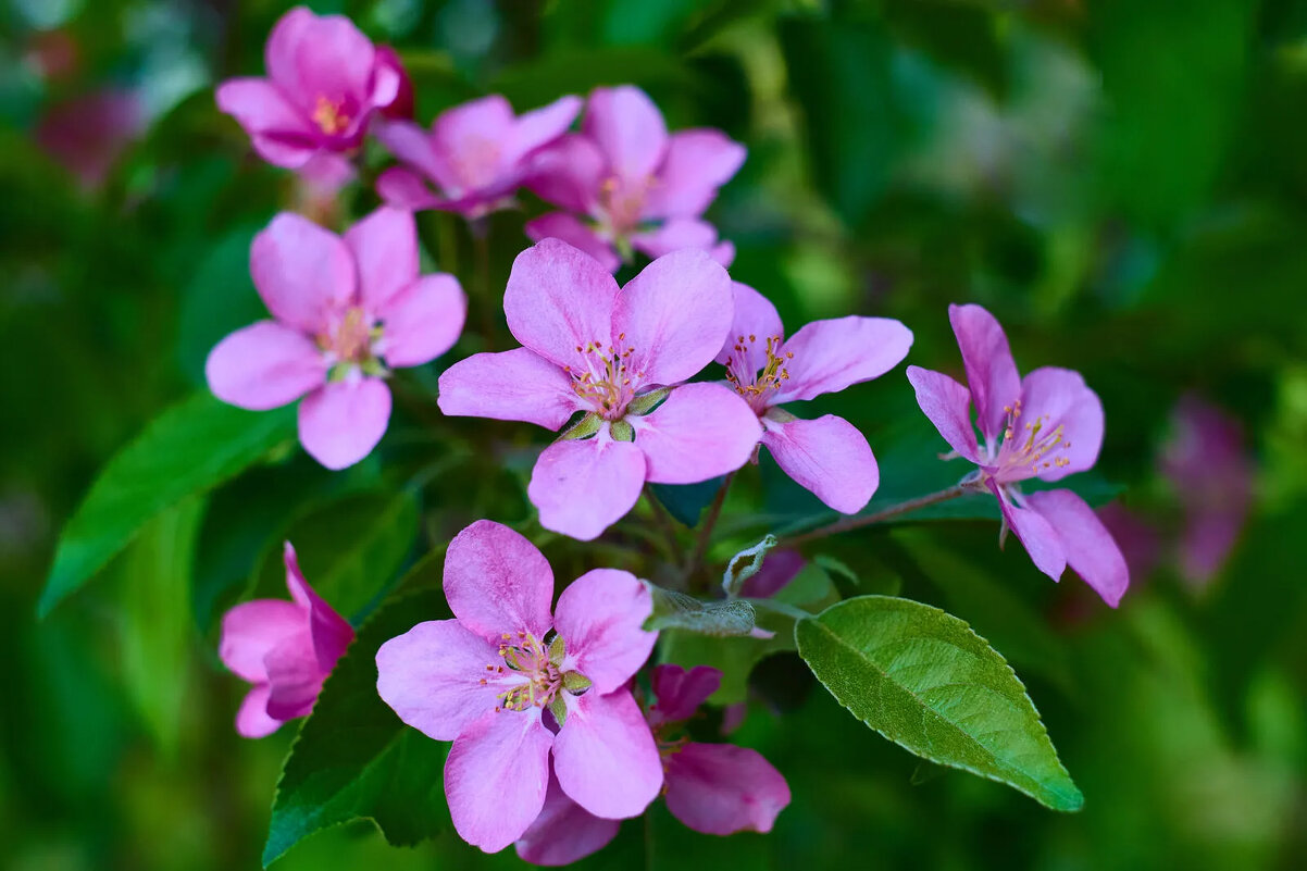 Яблоня - Cергей Александров