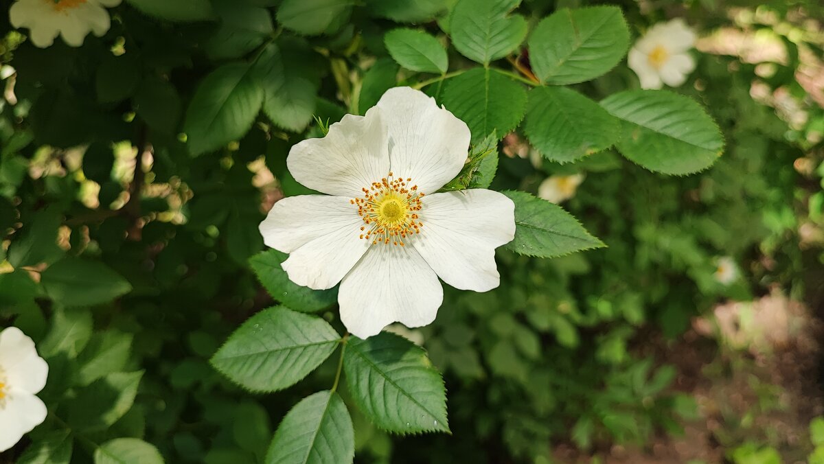 ,,, - Сергей Тимоновский