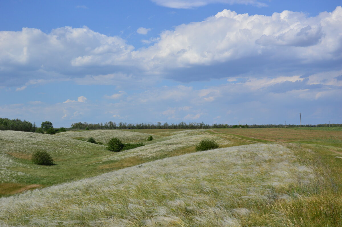 Ковыль. - Виктор 