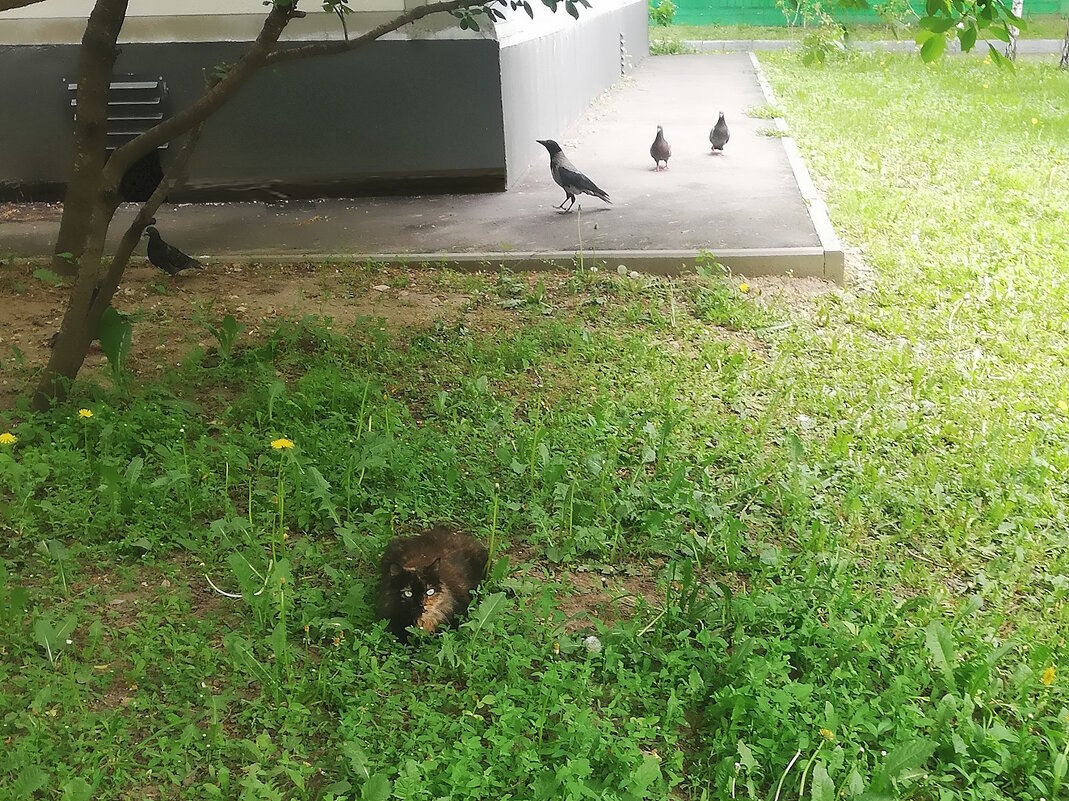 Обитатели городских газонов. - Ольга Довженко Обитатели городских газонов. - Ольга Довженко