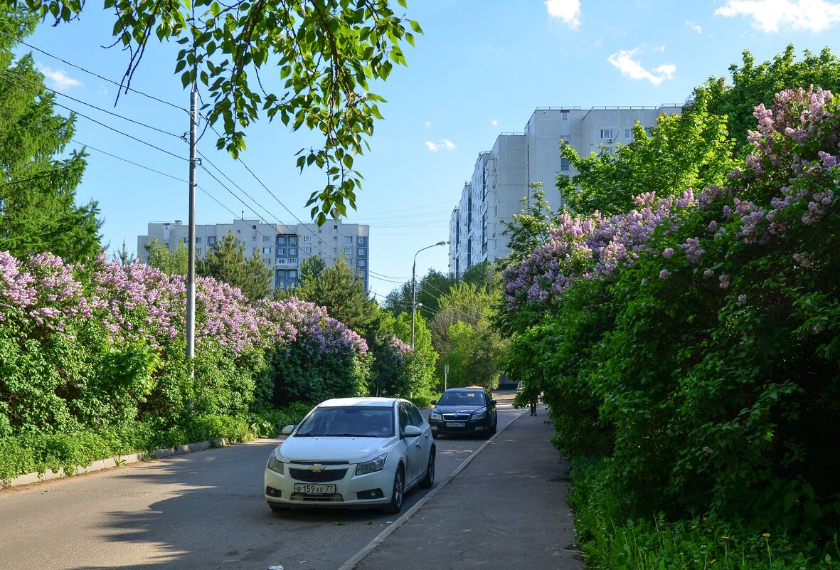 Сиреневая аллея - Oleg4618 Шутченко