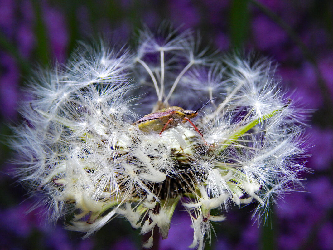 Готовясь к ночи - Александр Ковальчук Готовясь к ночи - Александр Ковальчук