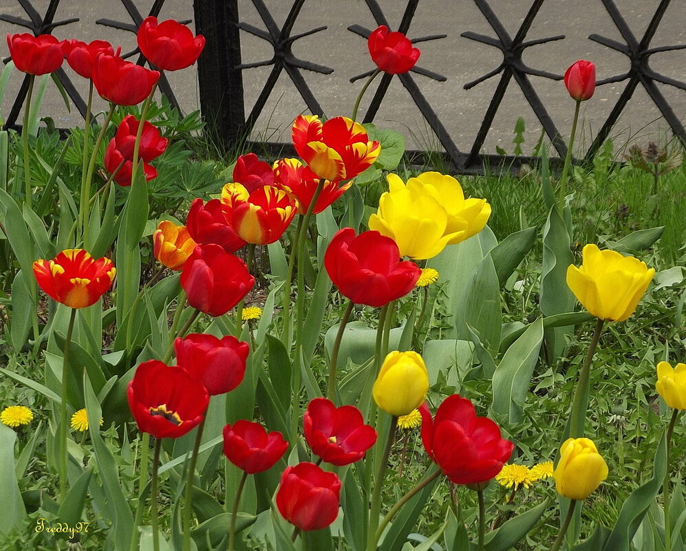 В палисаднике - Freddy 97 В палисаднике - Freddy 97