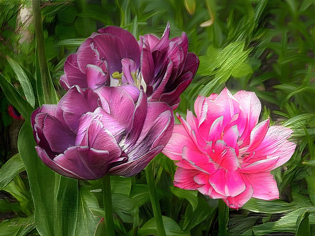 Тюльпаны - Freddy 97 Тюльпаны - Freddy 97