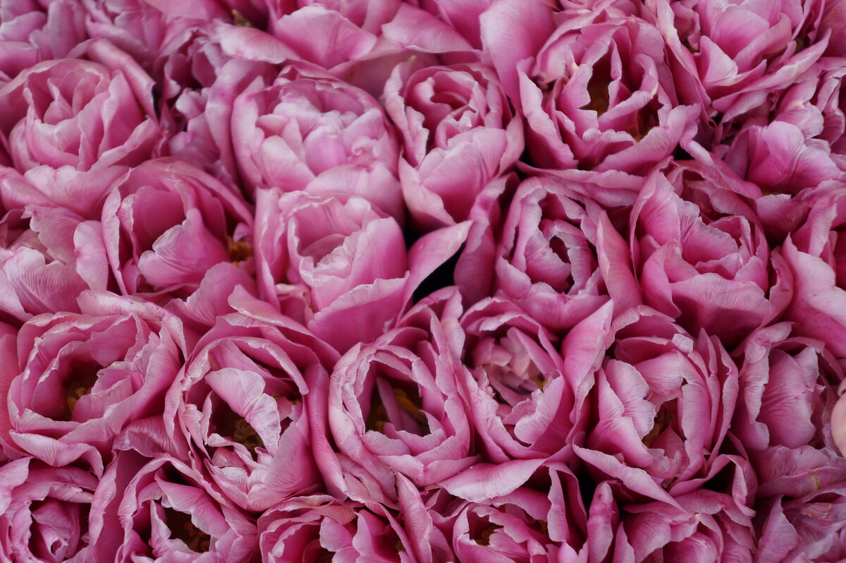 ~ ~ ** ~ ~ - Алёна Савина