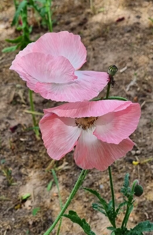 Трепетная парочка - Наталья 