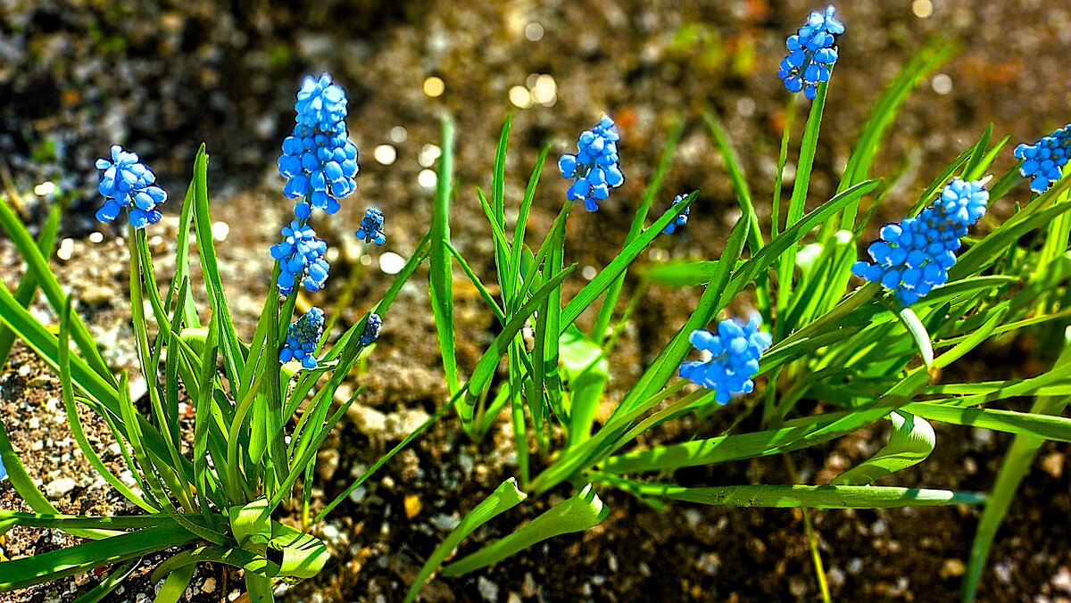 Шёпот ли, шорох иль шелесть — - Hope 