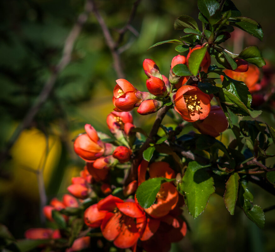 Веточка айвы японской! - Анатолий Нецепляев Веточка айвы японской! - Анатолий Нецепляев