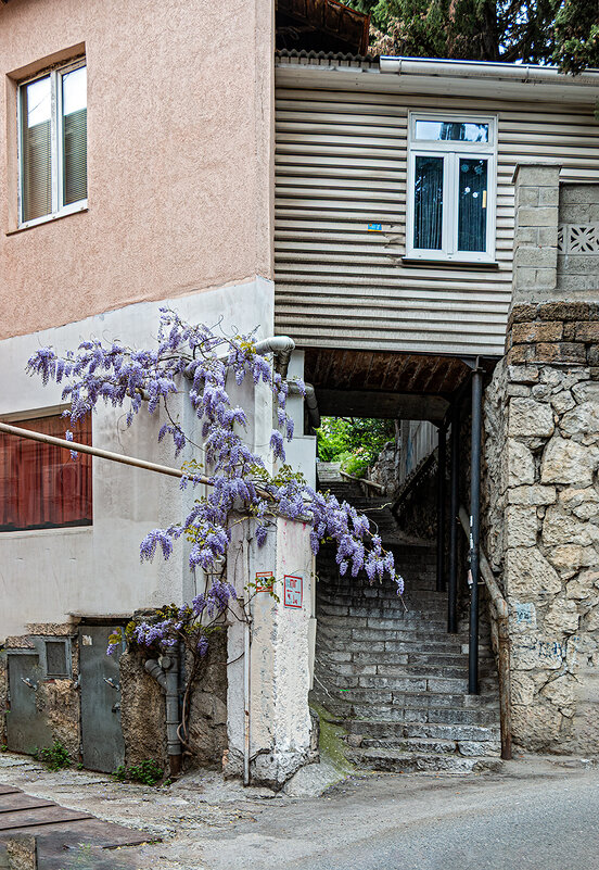 Мрачная подворотня с глицинией - Юрий Яловенко
