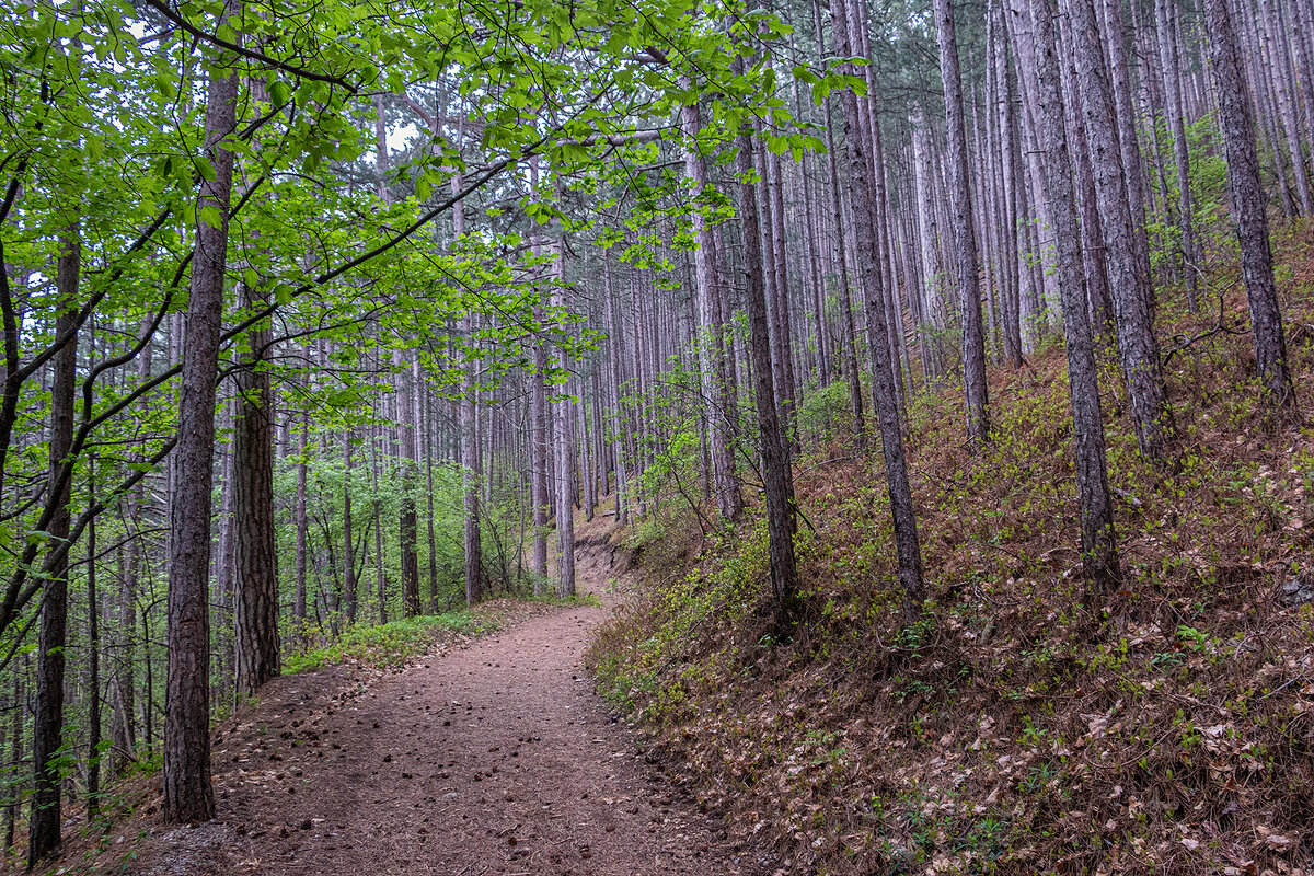 Дальше в лес - Юрий Яловенко