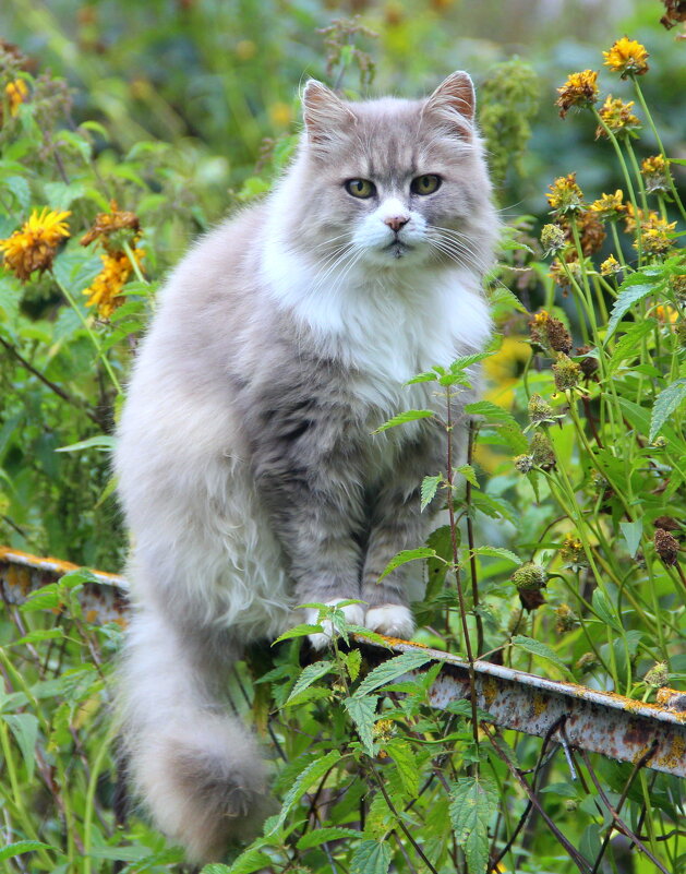 Домашние животные. - жанна нечаева Домашние животные. - жанна нечаева