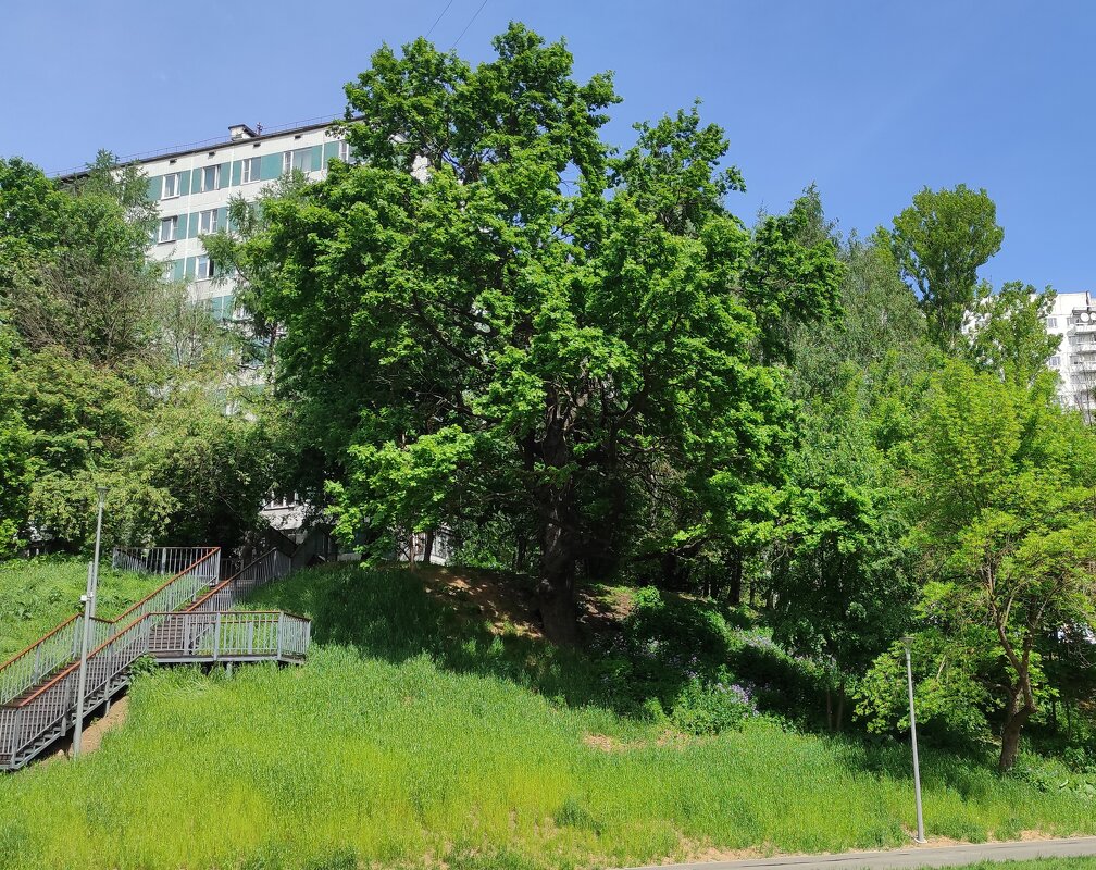 Развесистый дуб ) - Игорь Ч. Развесистый дуб ) - Игорь Ч.