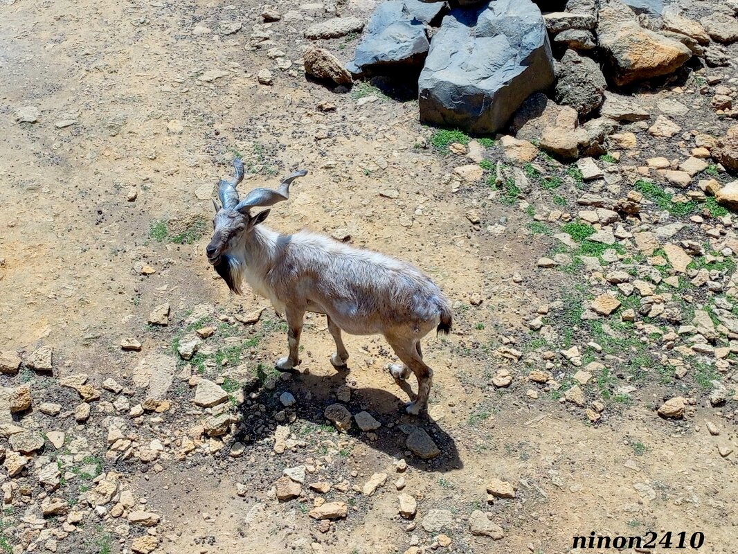 В ростовском зоопарке - Нина Бутко