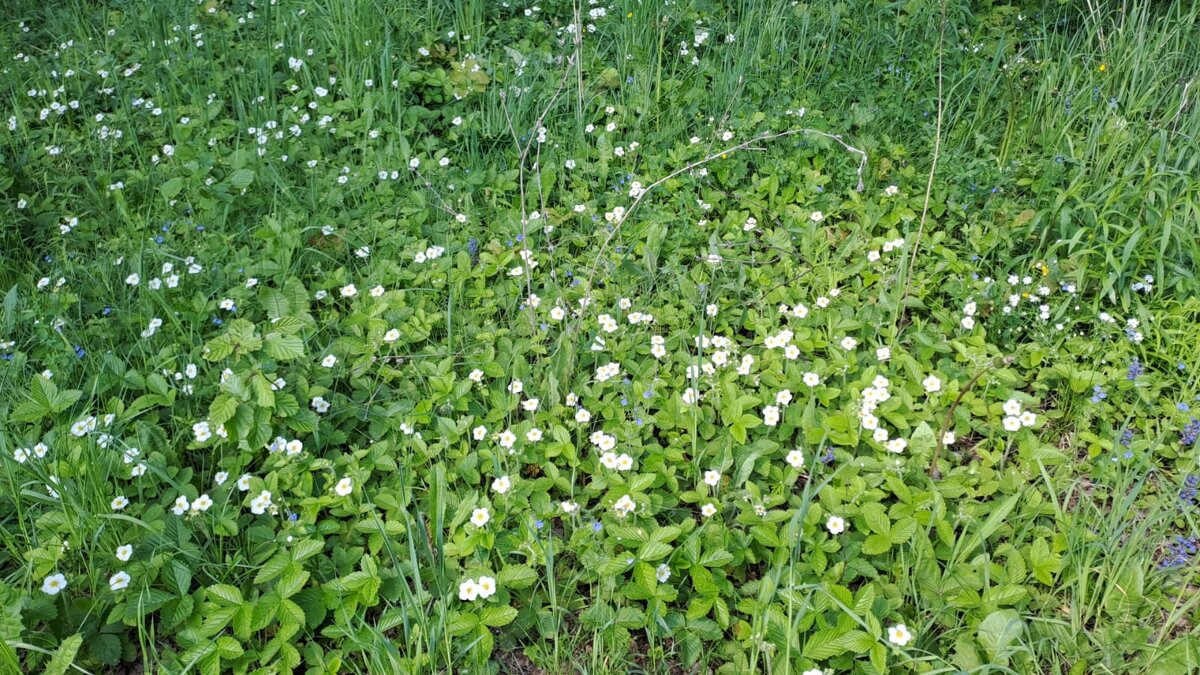 Земляничная поляна - Ирэн Земляничная поляна - Ирэн