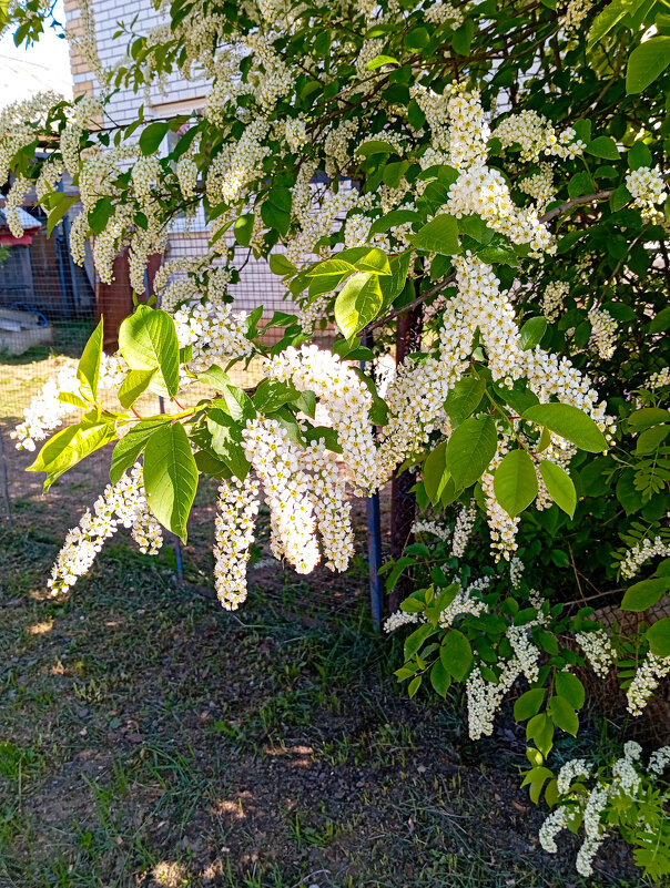 Черёмуха - Светлана Мишенёва