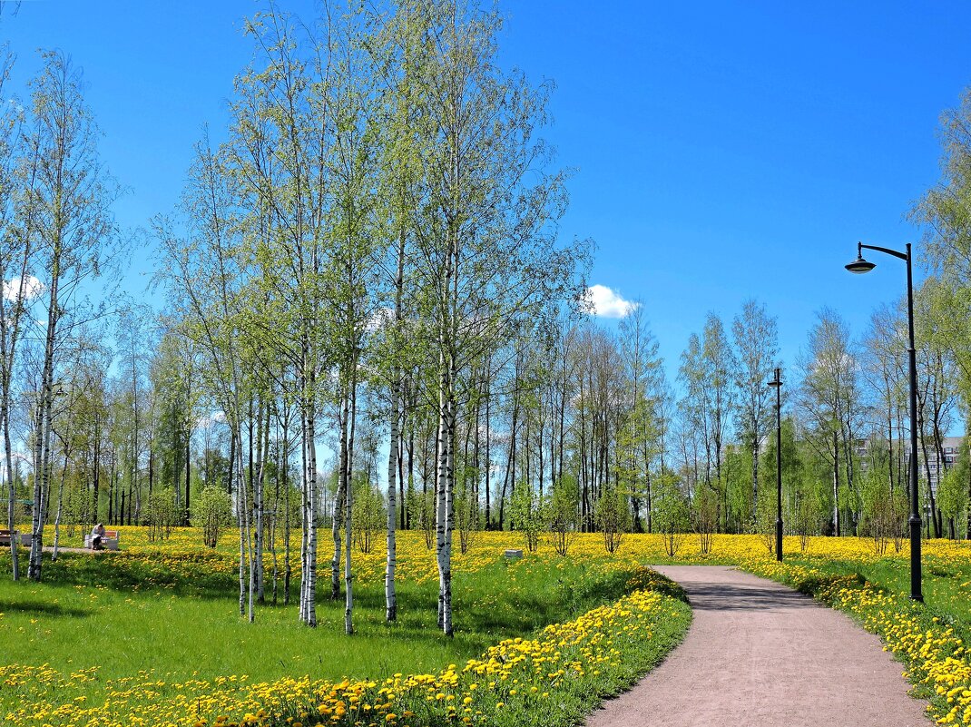 Одуванчиковая пора... - Мария Васильева