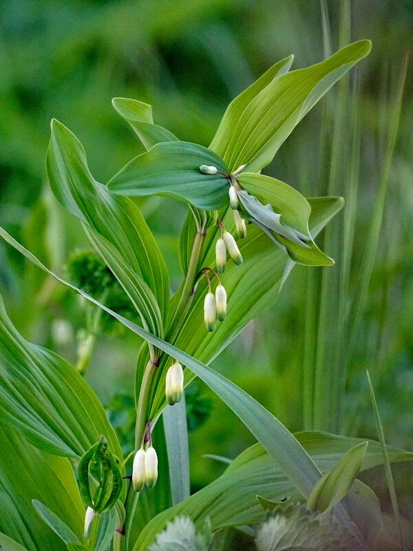 Купена - Павел Трунцев