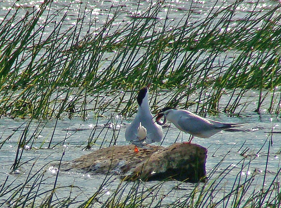 речные крачки - gawrilа - dan