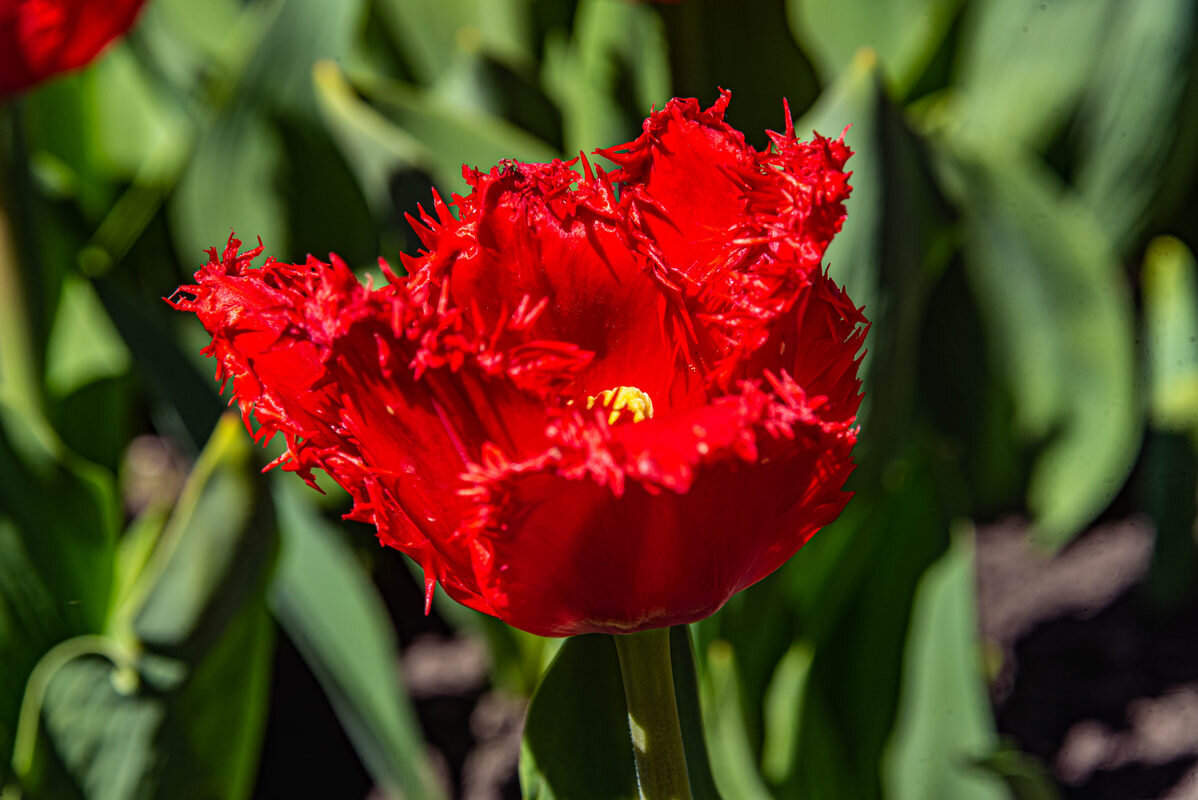 *** - Дмитрий Лупандин