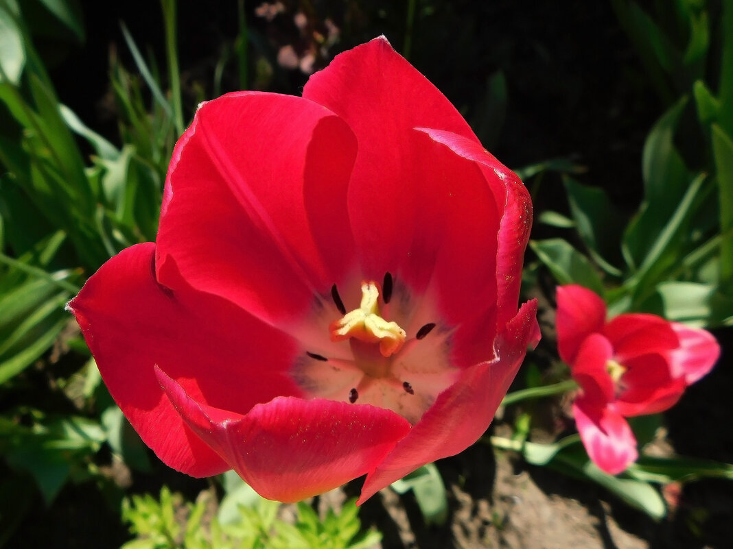 Еще цветут тюльпаны... - Наиля 