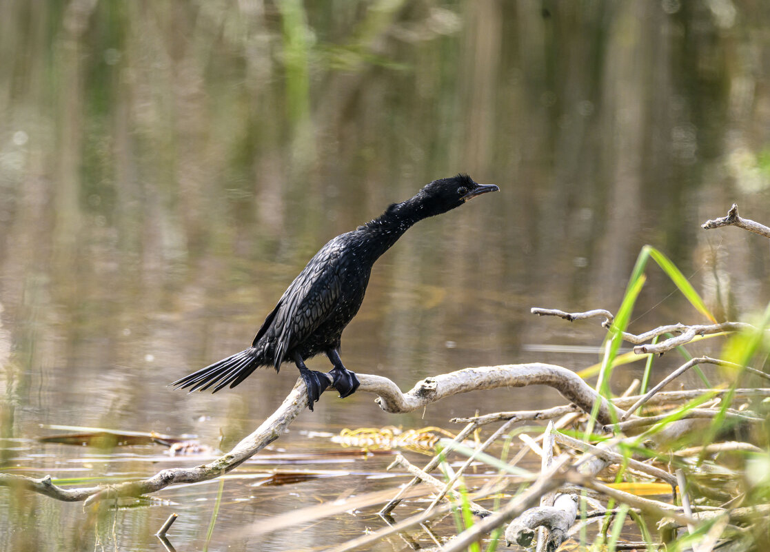 Баклан - Осень 