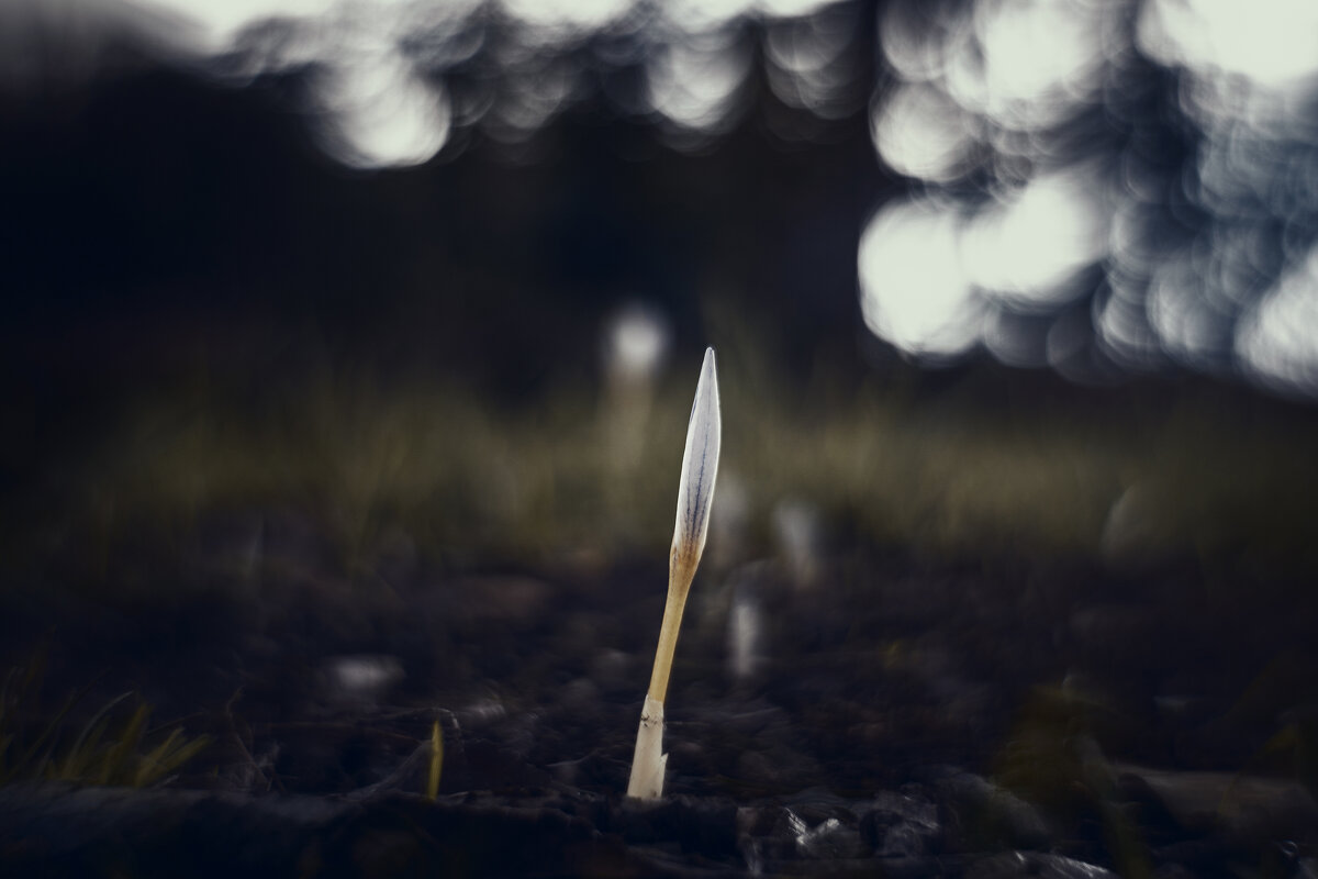 Явление таинств осенних. - Анатолий Щербак