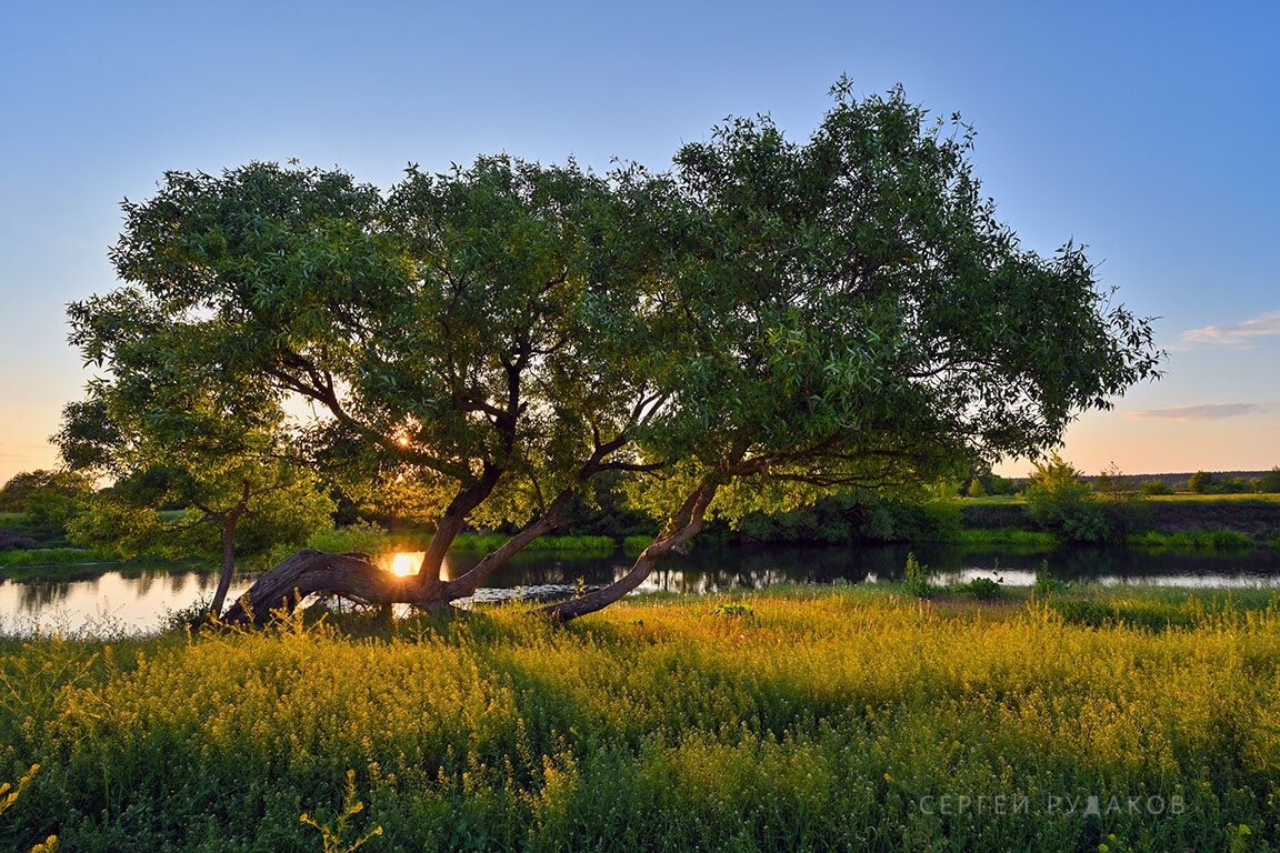 Вечер у прибрежной ивы - Сергей 
