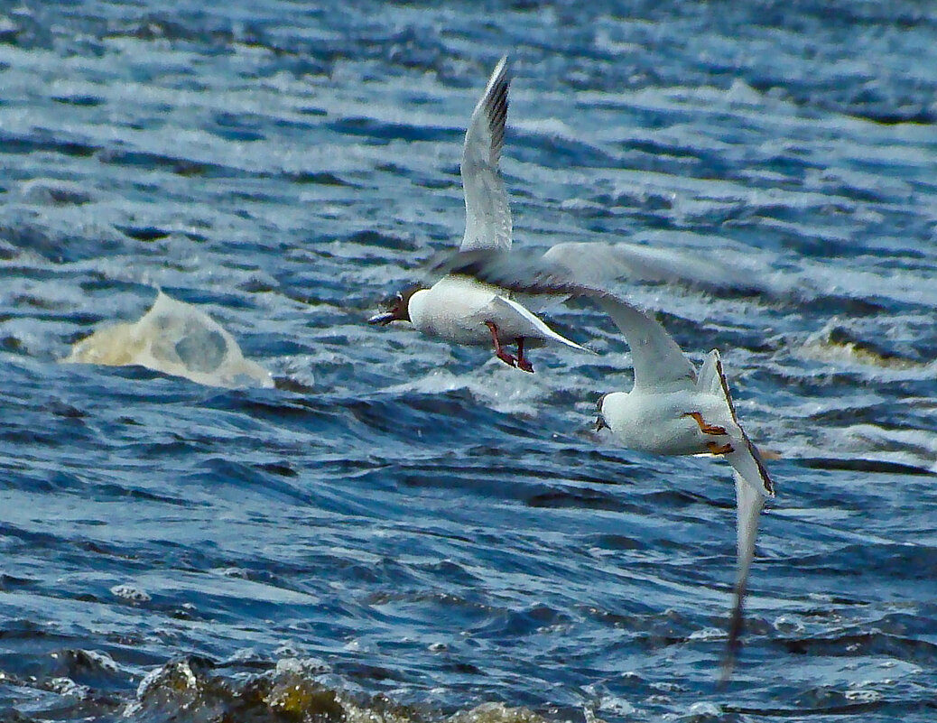 озерные чайки - gawrilа - dan