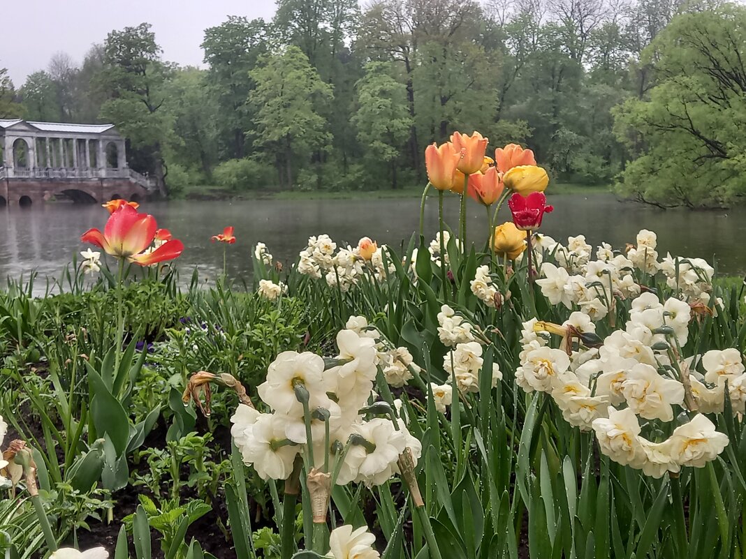 Цветы - Сапсан 