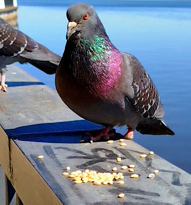 хмурый голубь - светлана льдокова