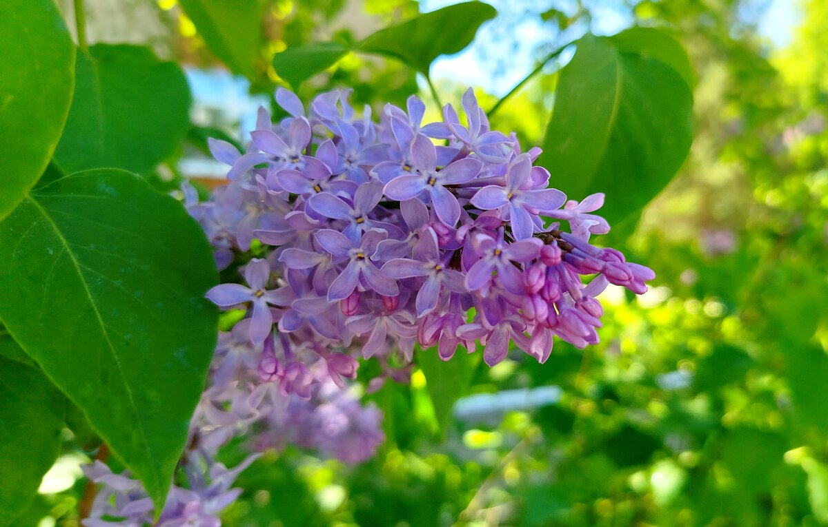 Великолепная сирень - светлана льдокова Великолепная сирень - светлана льдокова
