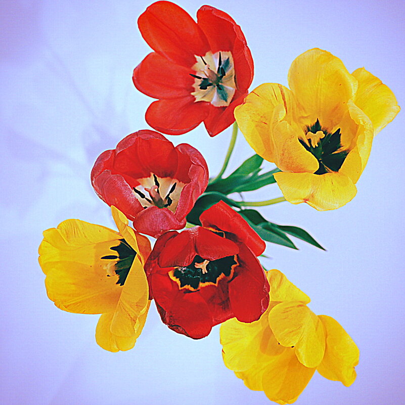 Тюльпаны мая-6 - Юрий Велицкий Тюльпаны мая-6 - Юрий Велицкий