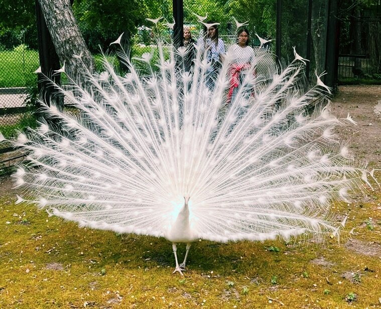 Павлин - Георгиевич 