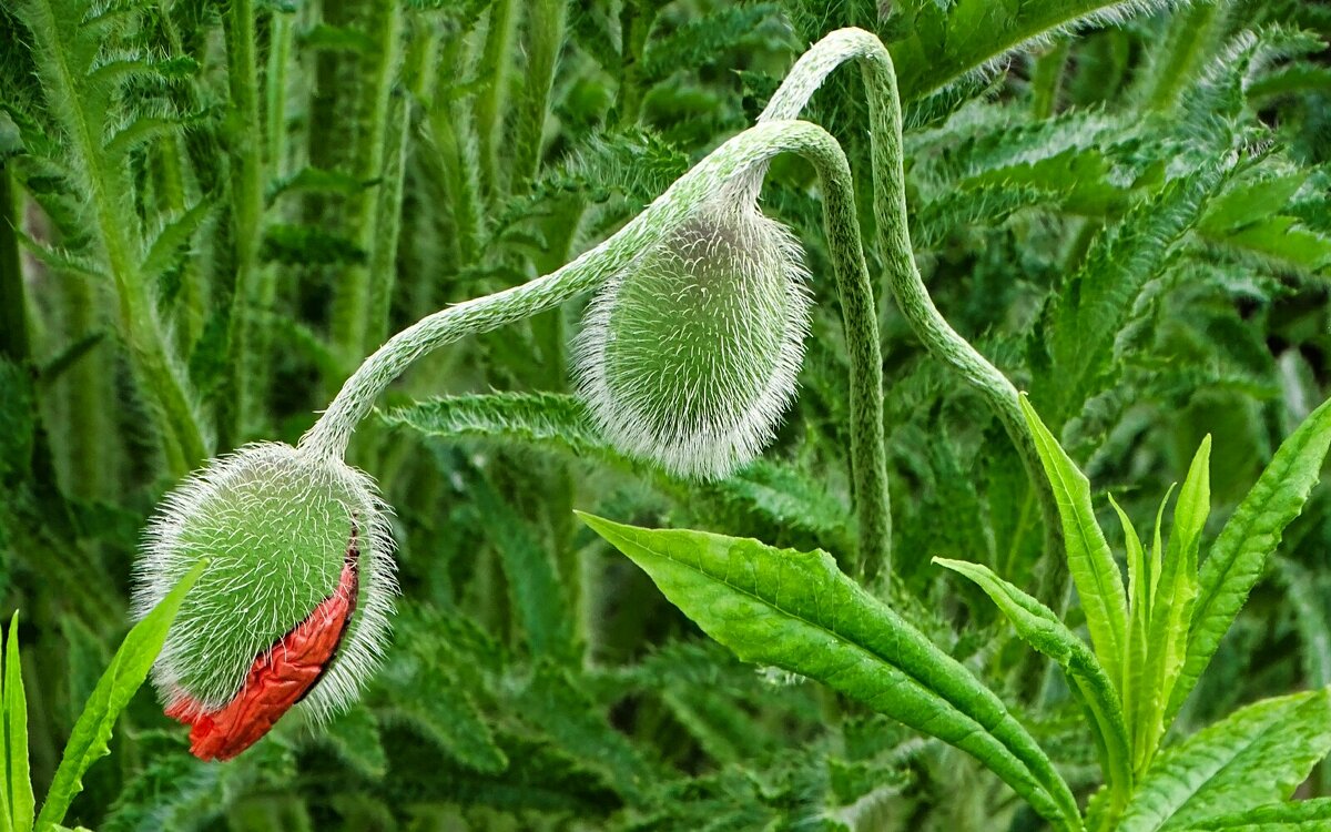 "Влюблённые" - Милешкин Владимир Алексеевич "Влюблённые" - Милешкин Владимир Алексеевич
