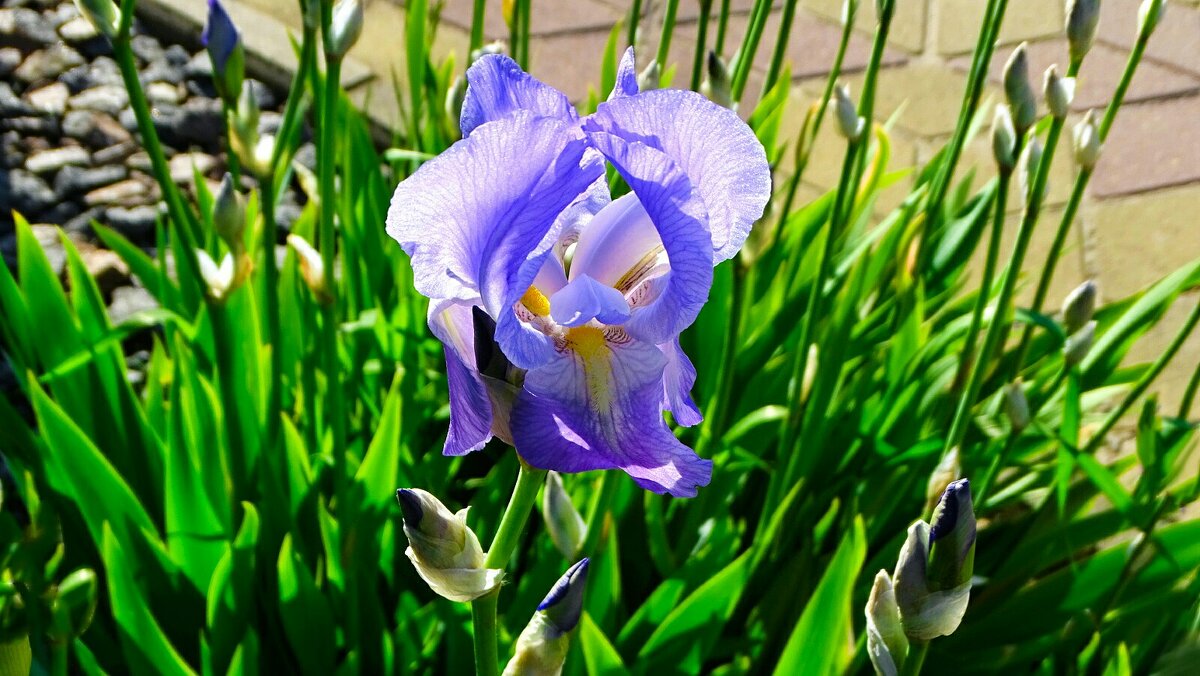Цветы на городских клумбах. - Милешкин Владимир Алексеевич 