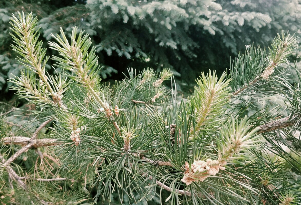 Цветение ели - Андрей Хлопонин Цветение ели - Андрей Хлопонин